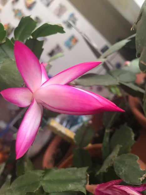  - Schlumbergera 2018