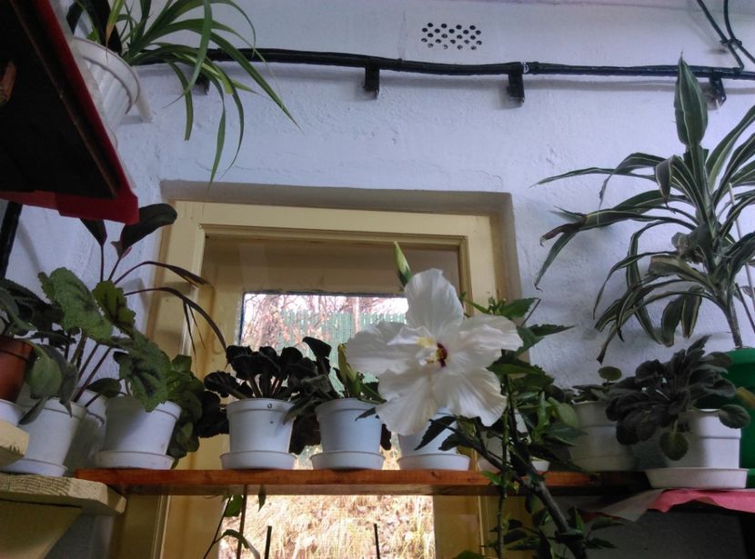  - Plantele mele de la Epurare 2017 2018