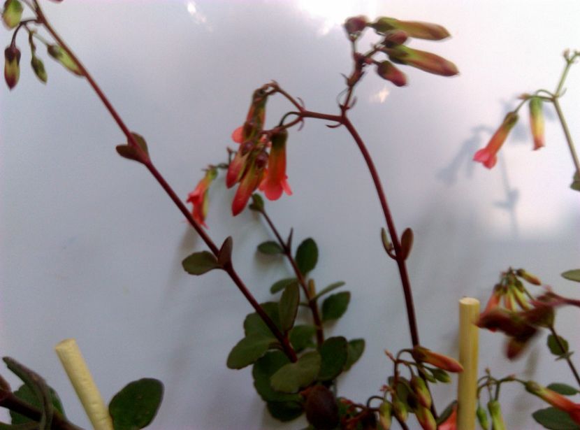  - Plantele mele de la Epurare 2017 2018