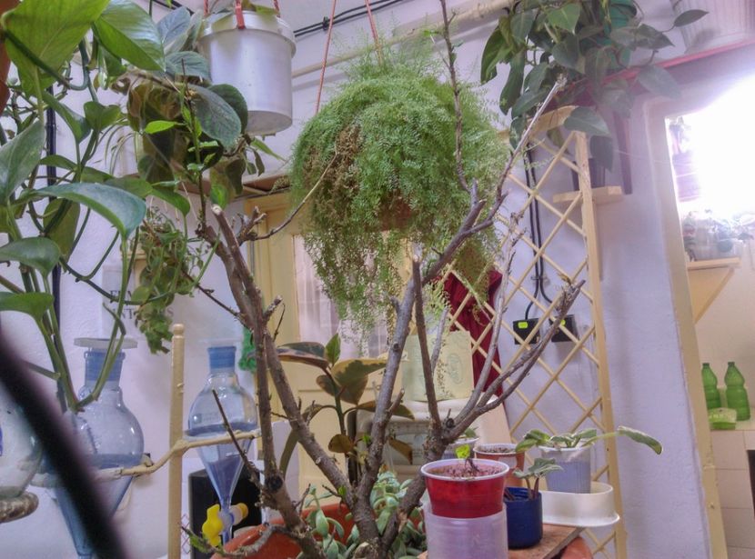  - Plantele mele de la Epurare 2017 2018