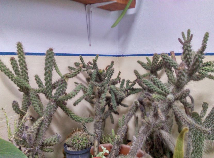  - Plantele mele de la Epurare 2017 2018