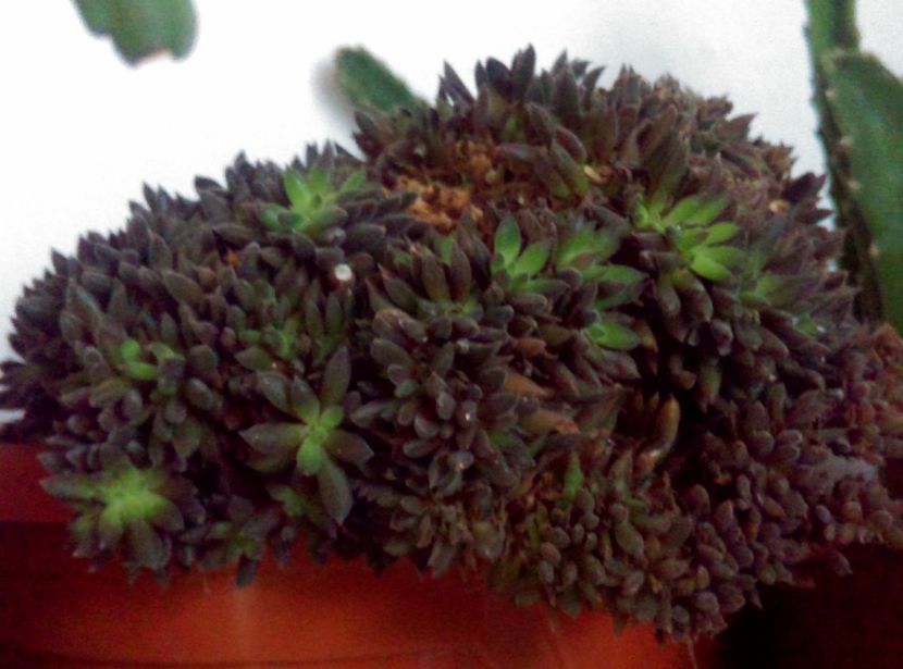  - Plantele mele de la Epurare 2017 2018