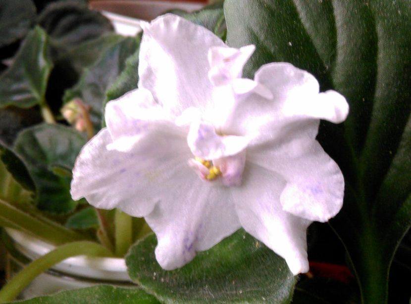  - Plantele mele de la Epurare 2017 2018