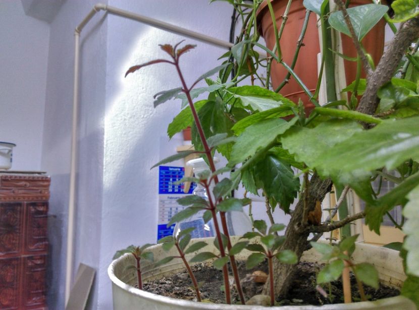  - Plantele mele de la Epurare 2017 2018