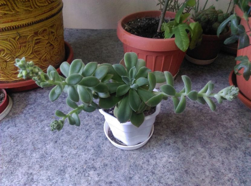  - Plantele mele de la Epurare 2017 2018