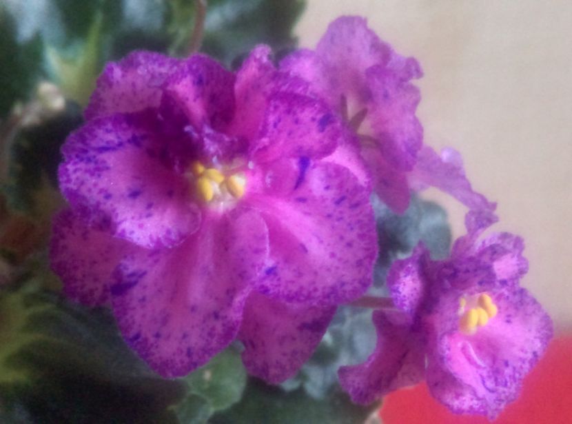  - Rebells Amy de la Mihaela E