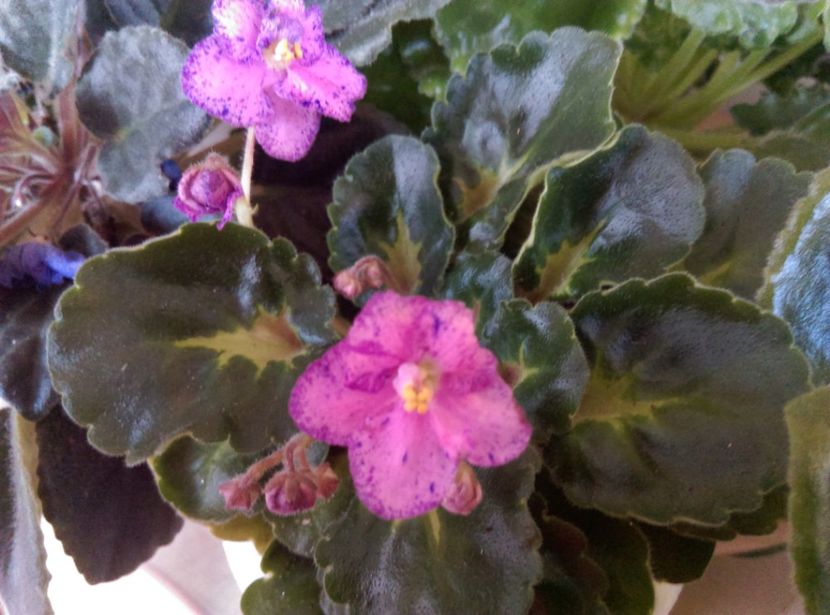  - Rebells Amy de la Mihaela E