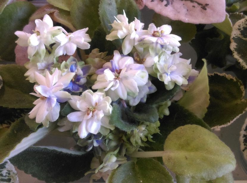  - Rebells Amy de la Mihaela E