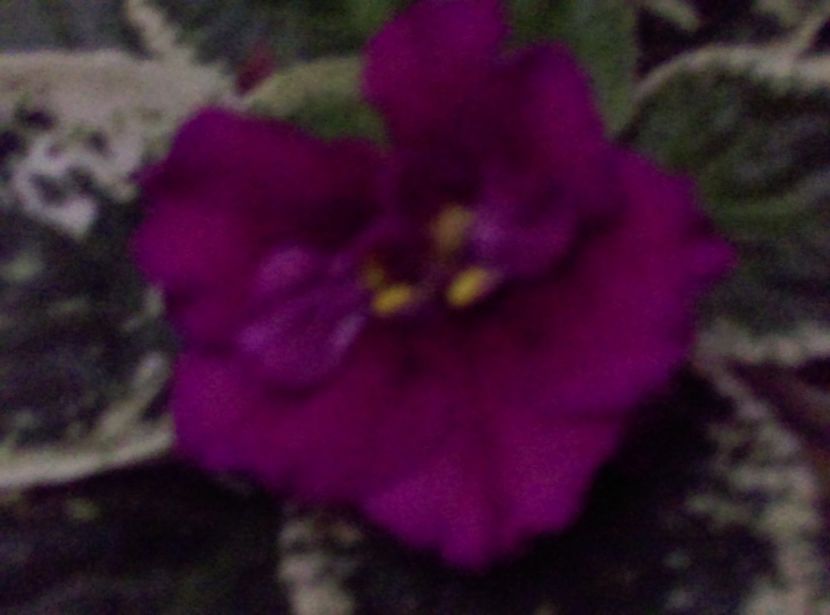  - Violete 2018