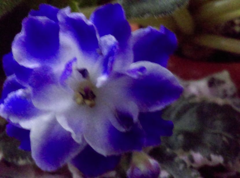  - Violete 2018