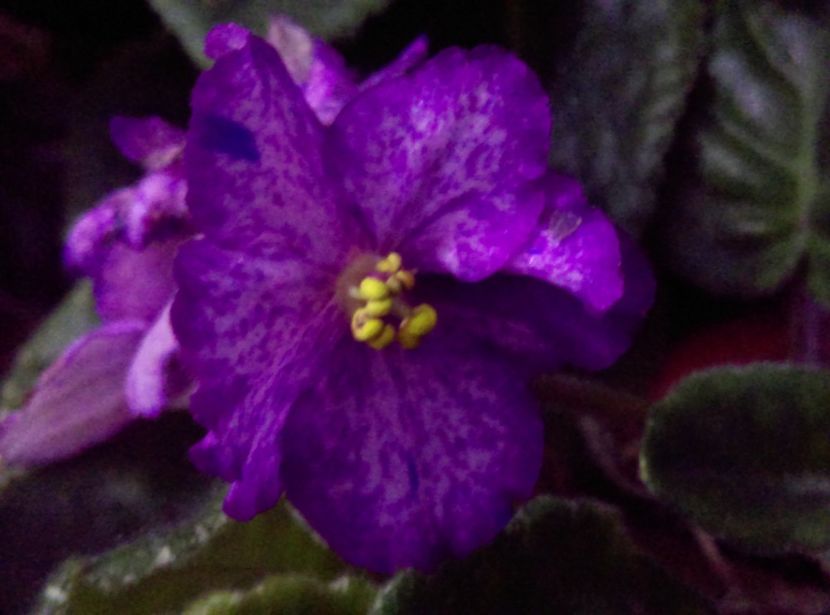  - Violete 2018