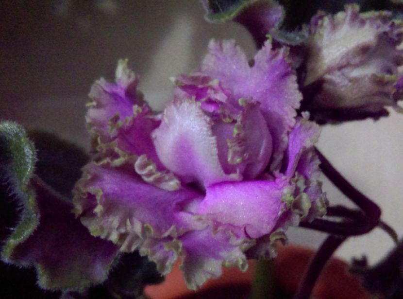  - Violete 2018