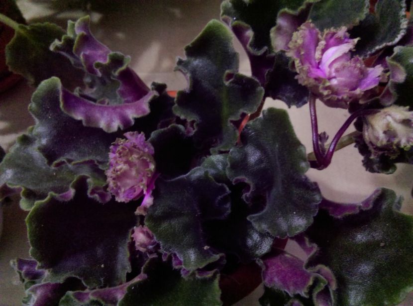  - Violete 2018