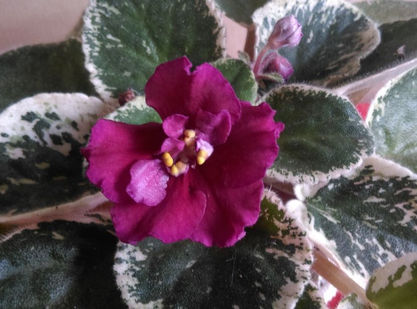  - Violete 2018