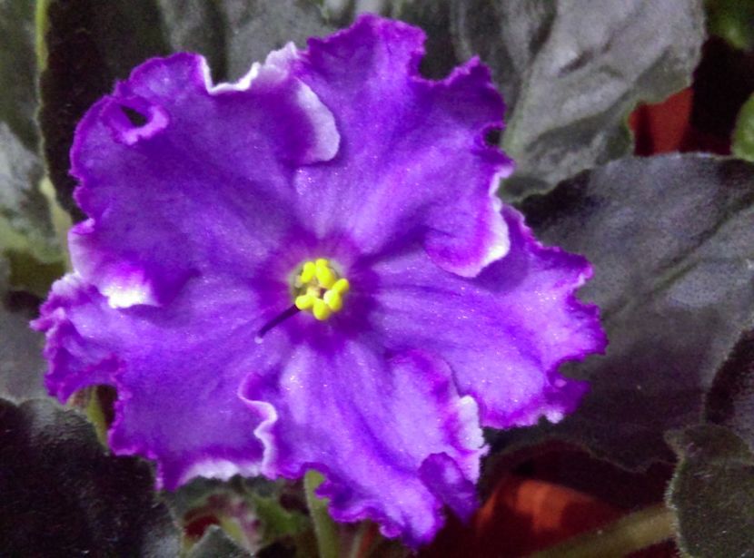 - Violete 2018