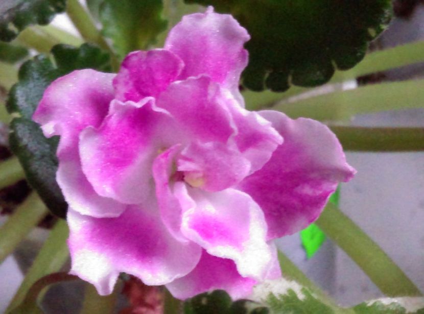 - Violete 2018