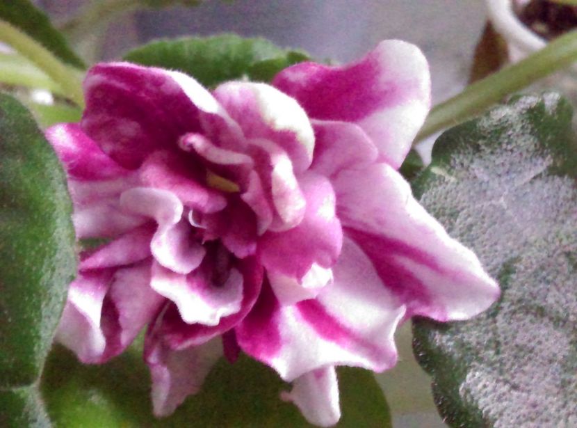  - Violete 2018