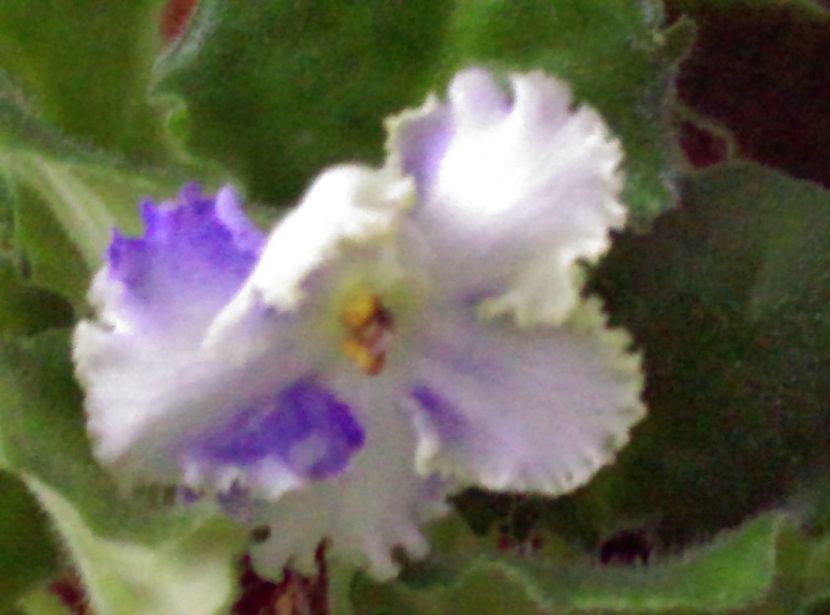  - Violete 2018