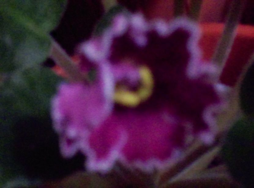  - Violete 2018