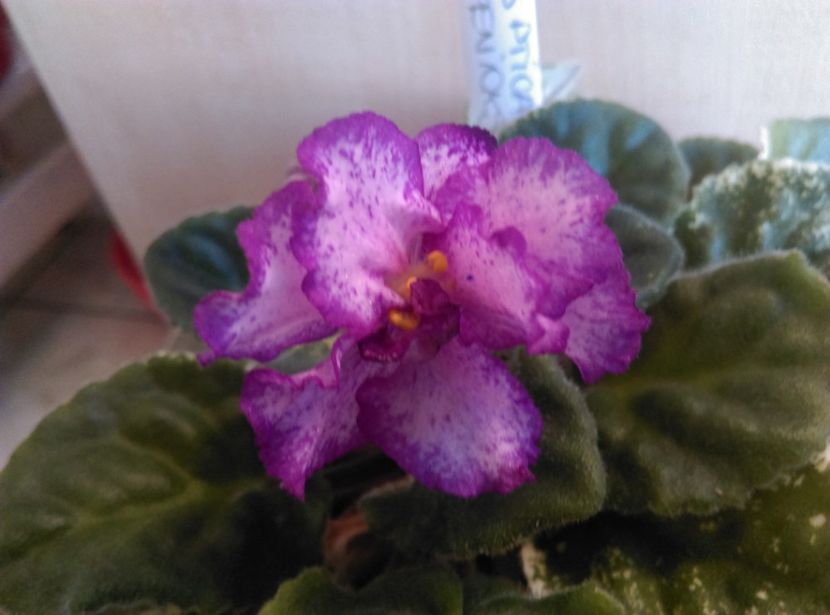  - Violete 2018