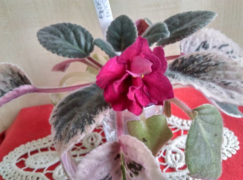  - Violete 2018