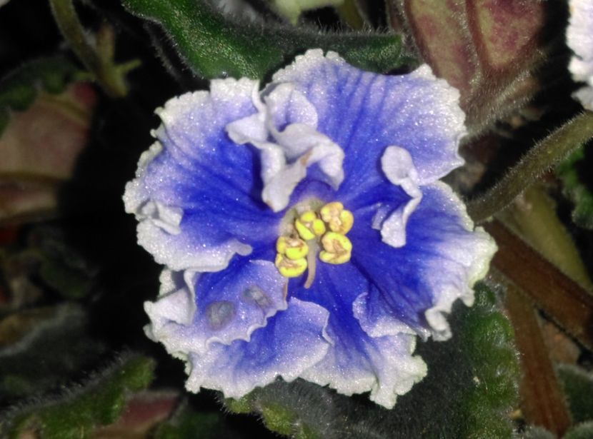  - Violete 2018