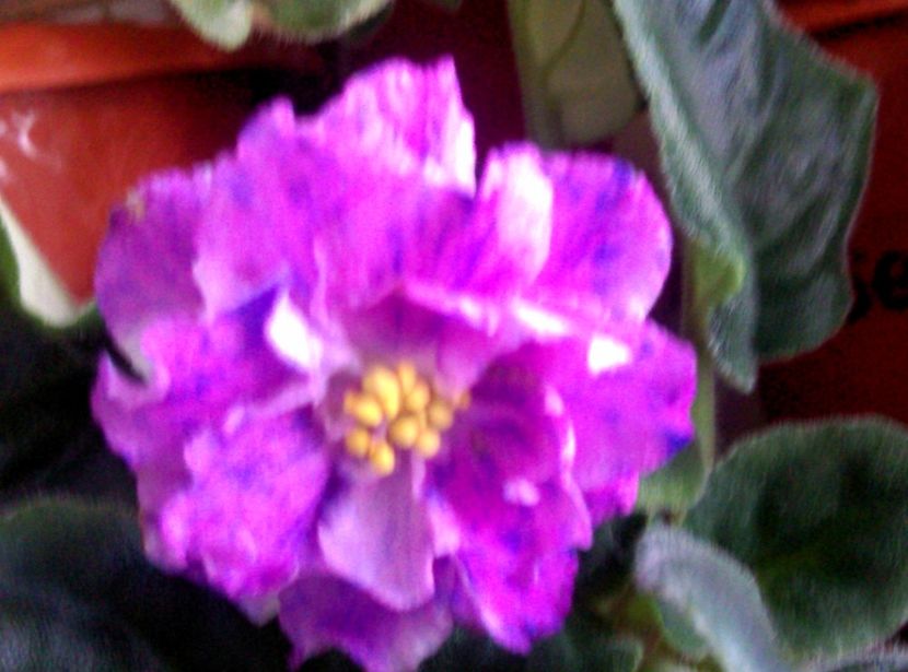  - Violete 2018