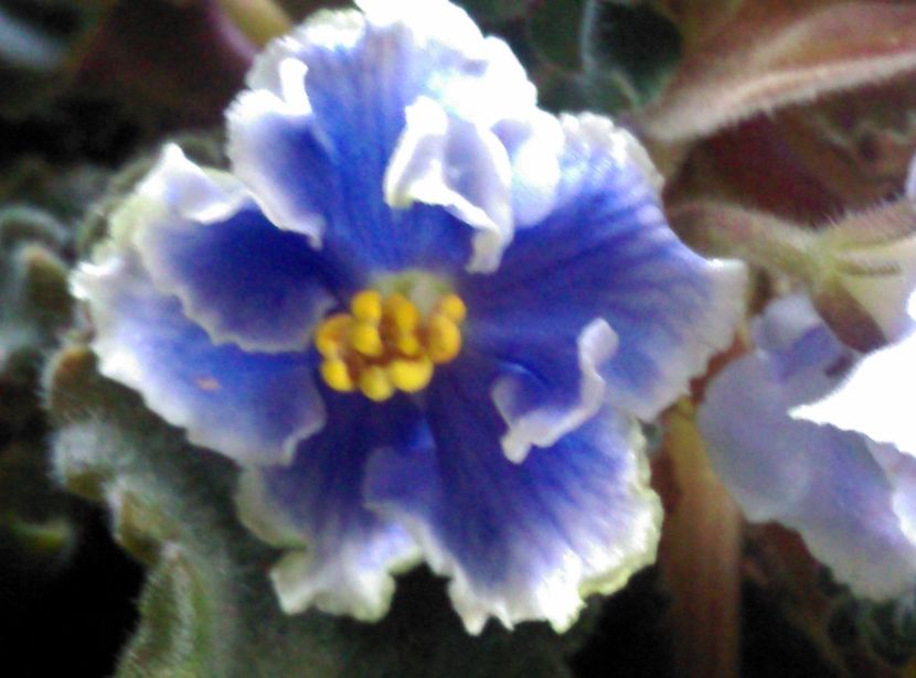  - Violete 2018