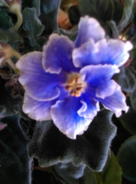  - Violete 2018