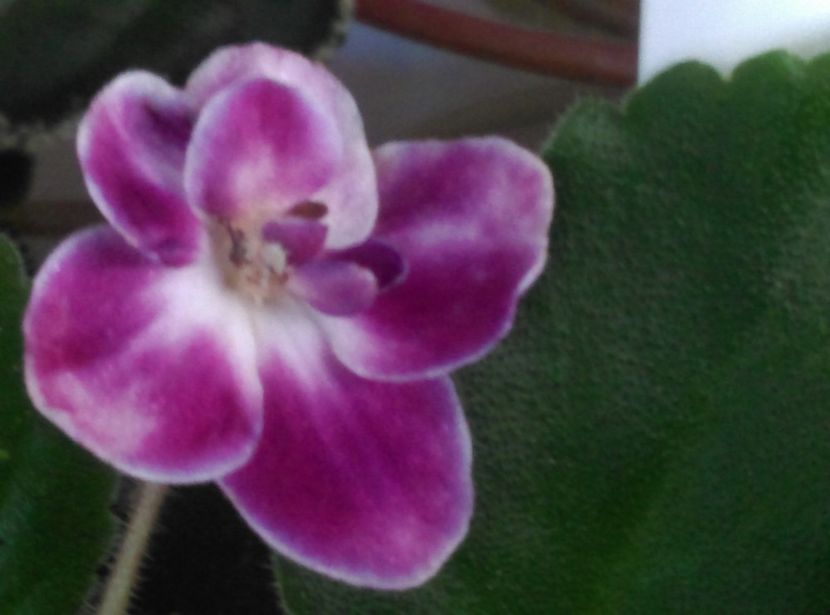  - Violete 2018