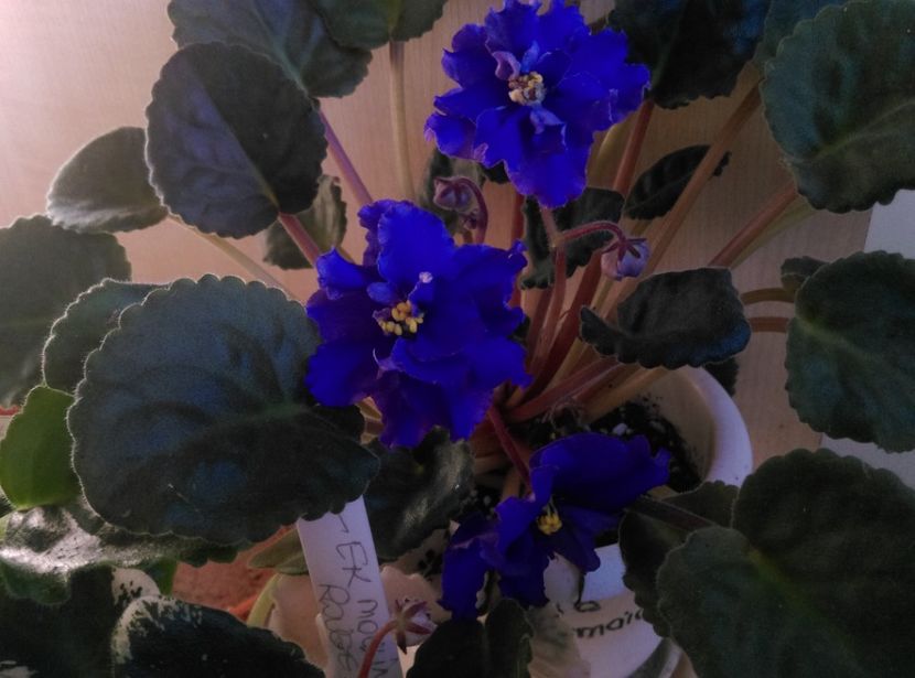  - Violete 2018