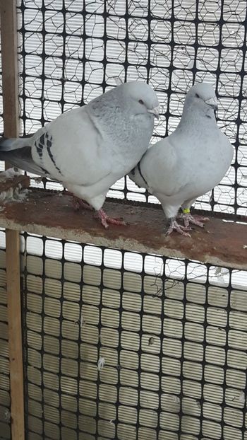  - Porumbei standard