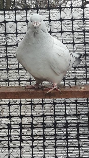  - Porumbei standard