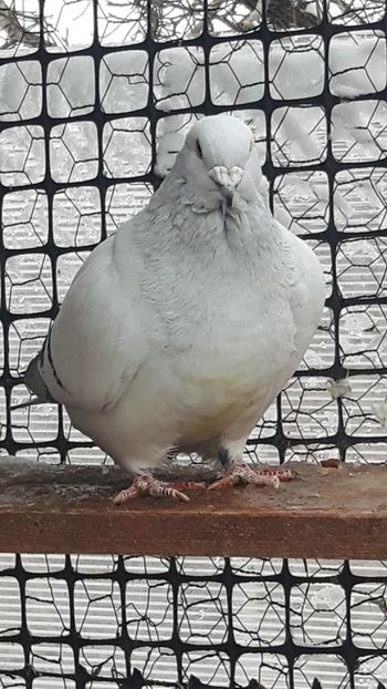  - Porumbei standard