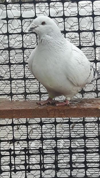  - Porumbei standard