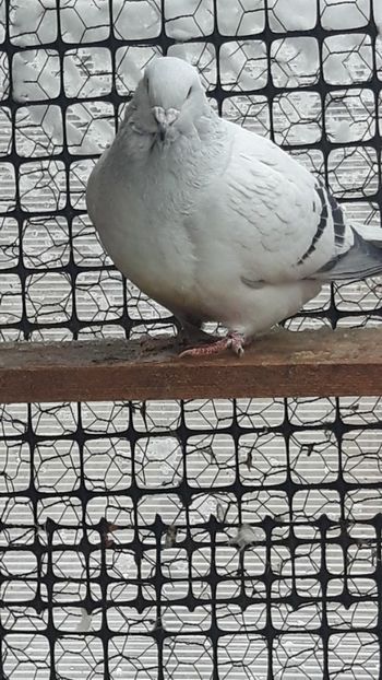 - Porumbei standard