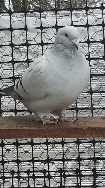  - Porumbei standard