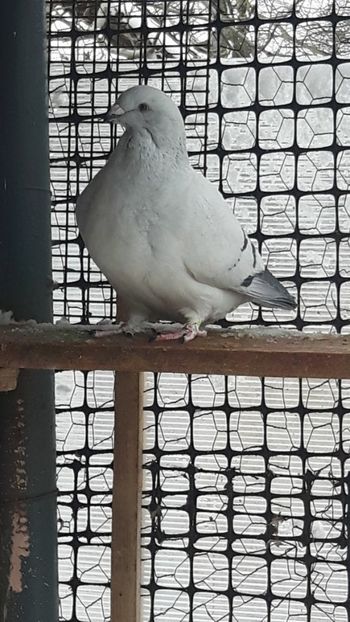  - Porumbei standard