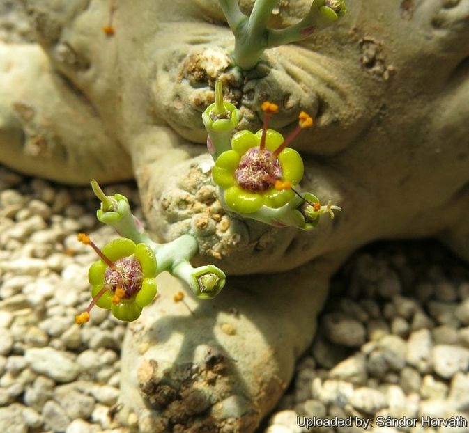 Euphorbia horwoodii - Whish list pentru viata urmatoare1
