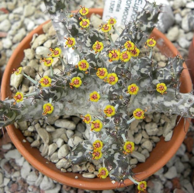 Euphorbia horwoodii - Whish list pentru viata urmatoare1