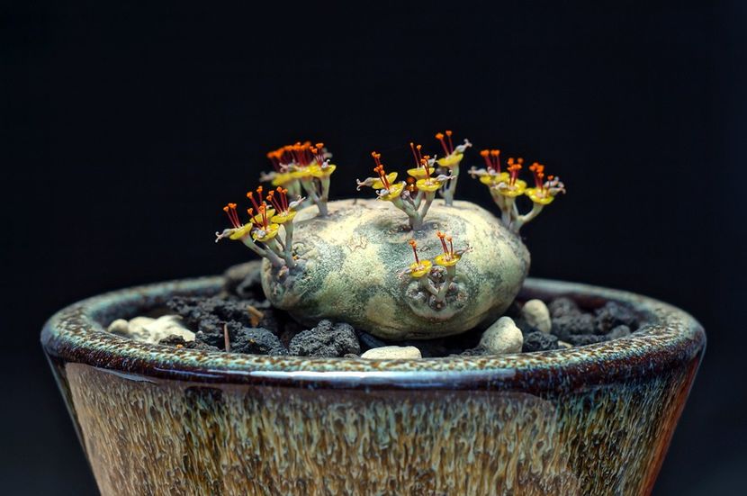 Euphorbia horwoodii - Whish list pentru viata urmatoare1