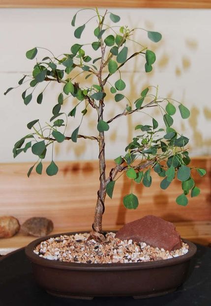 Euphorbia misera - achizitionata - Whish list pentru viata urmatoare1