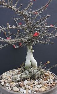 Euphorbia pedilanthoides - Whish list pentru viata urmatoare1