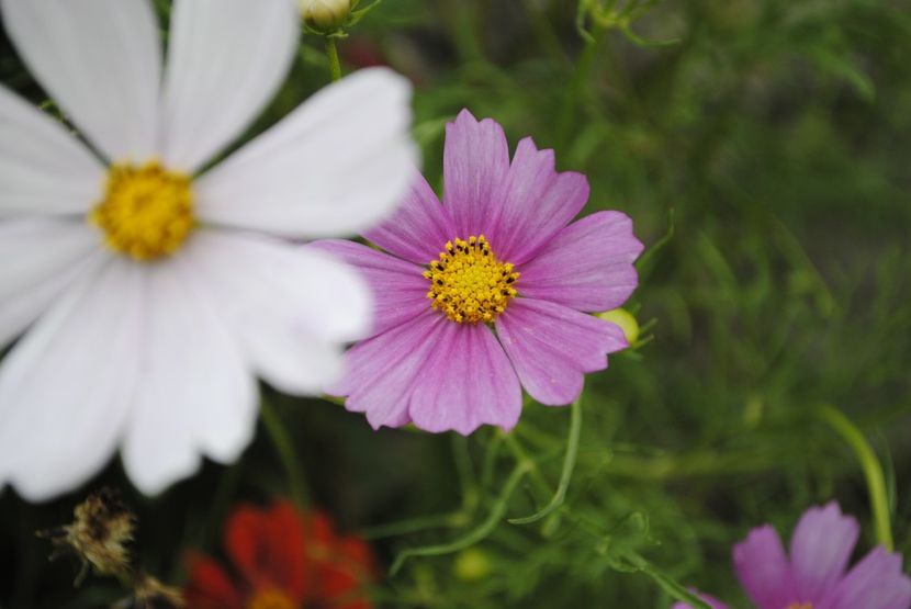 Cosmos - 4 Picaturi de timp