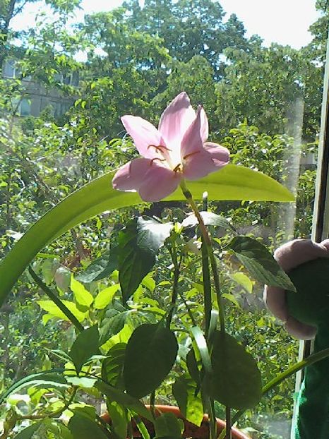 Zephyranthes candida - "Brandusa de camera" - 4 Picaturi de timp