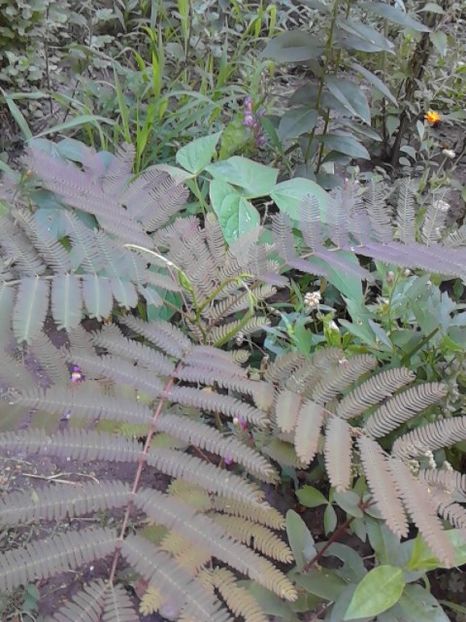  - 4 Picaturi de timp