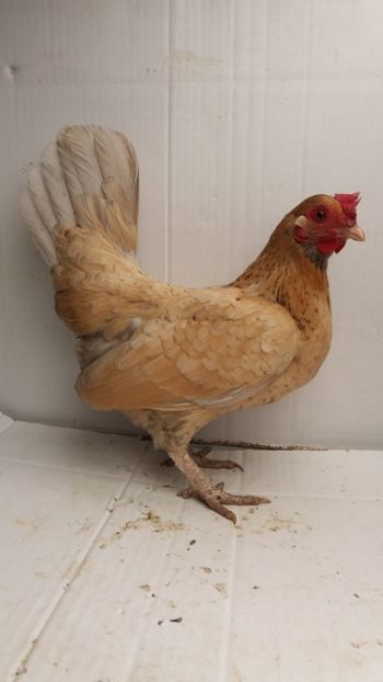 vanduta - De vanzare gainuse mi de flori