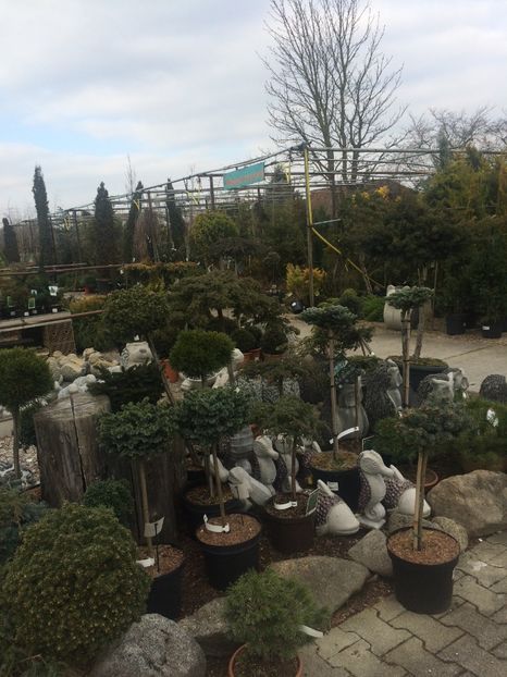 Afară la pomi - A -Magazin