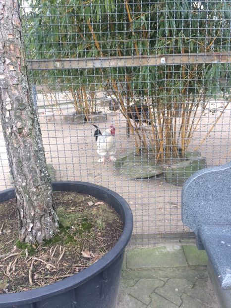 Mini ferma Cocos și Curcani - A -Magazin