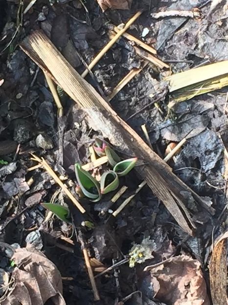 Lalele ❤️ - FLORILE MELE 2018